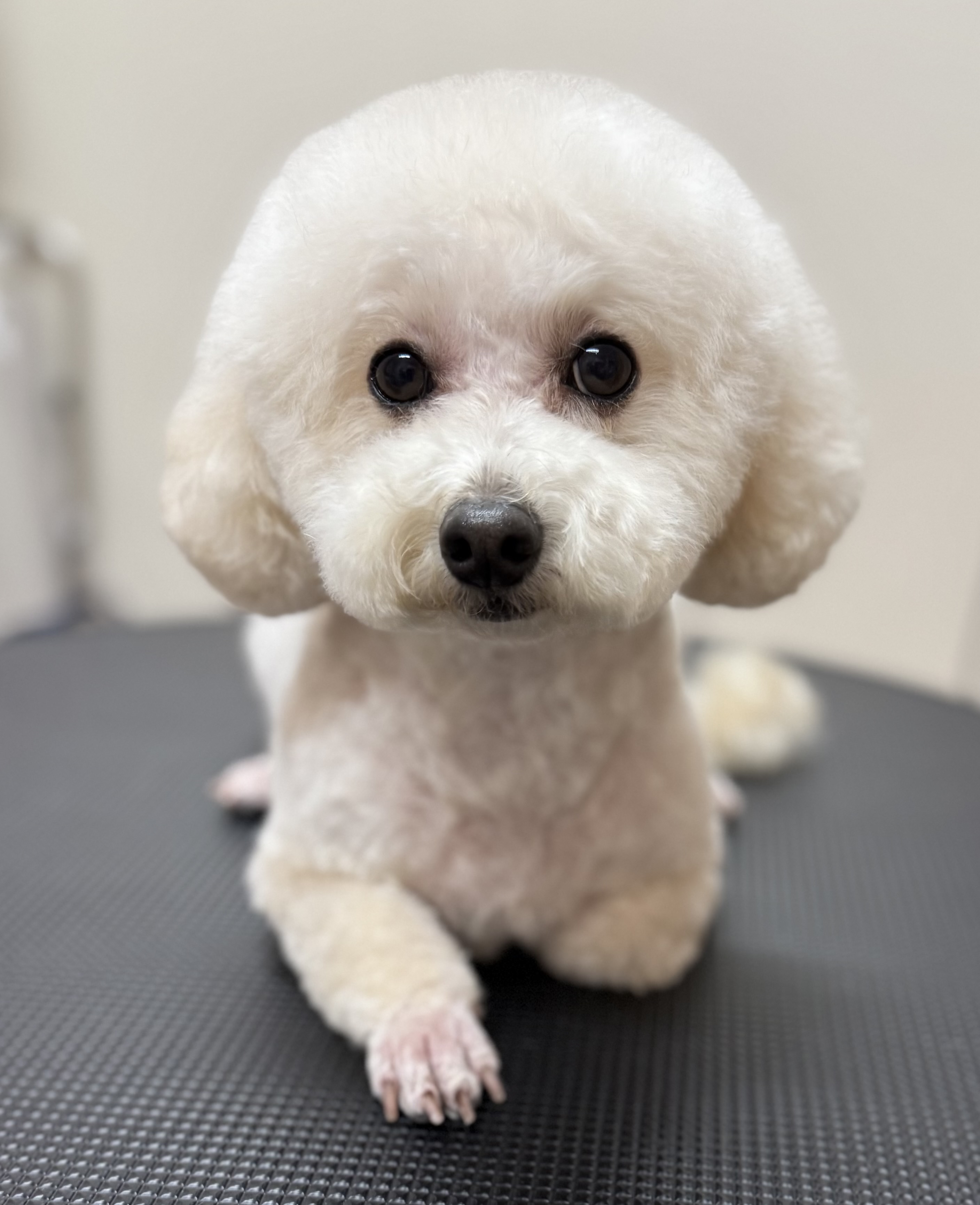 犬種が入ります