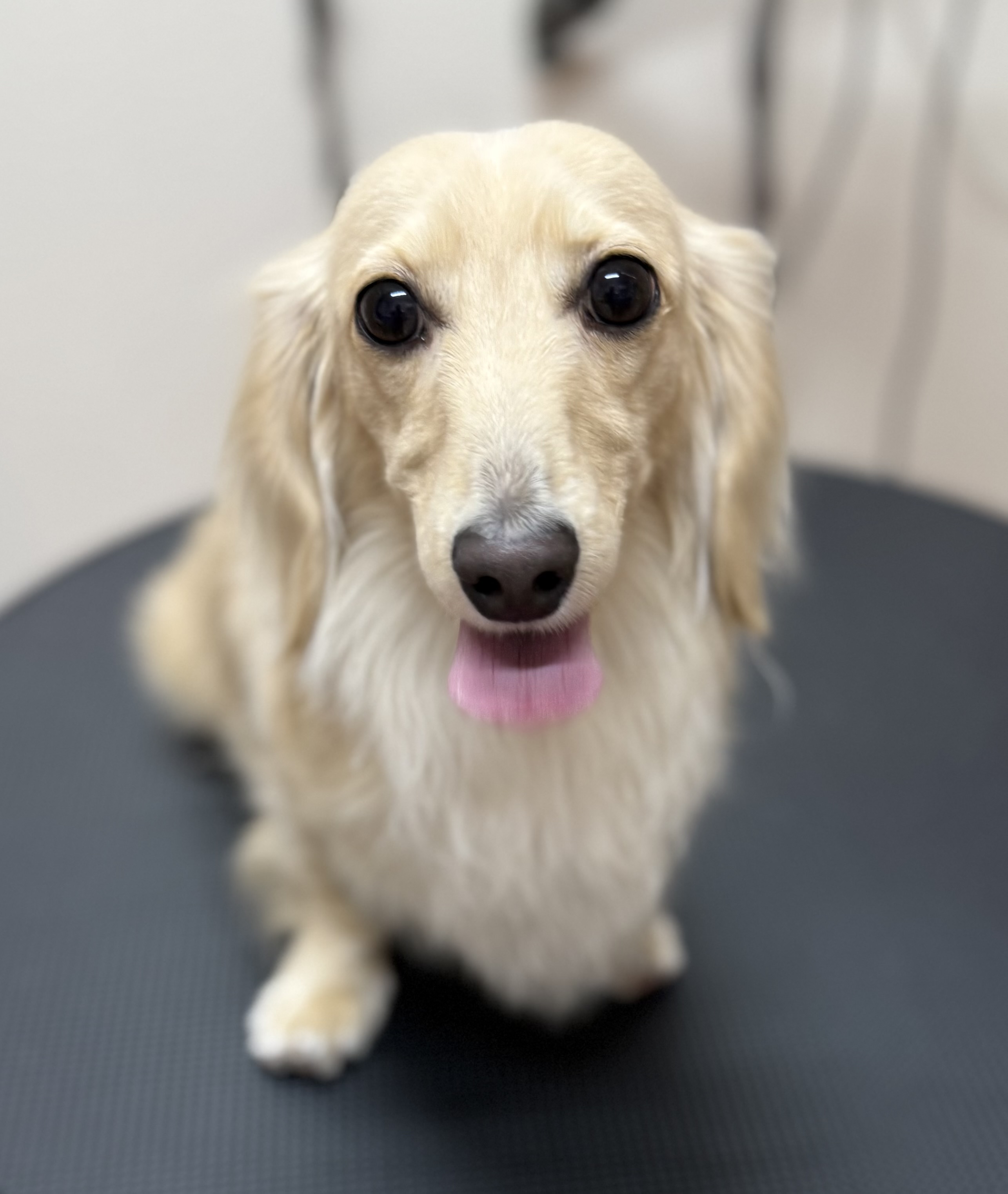 犬種が入ります