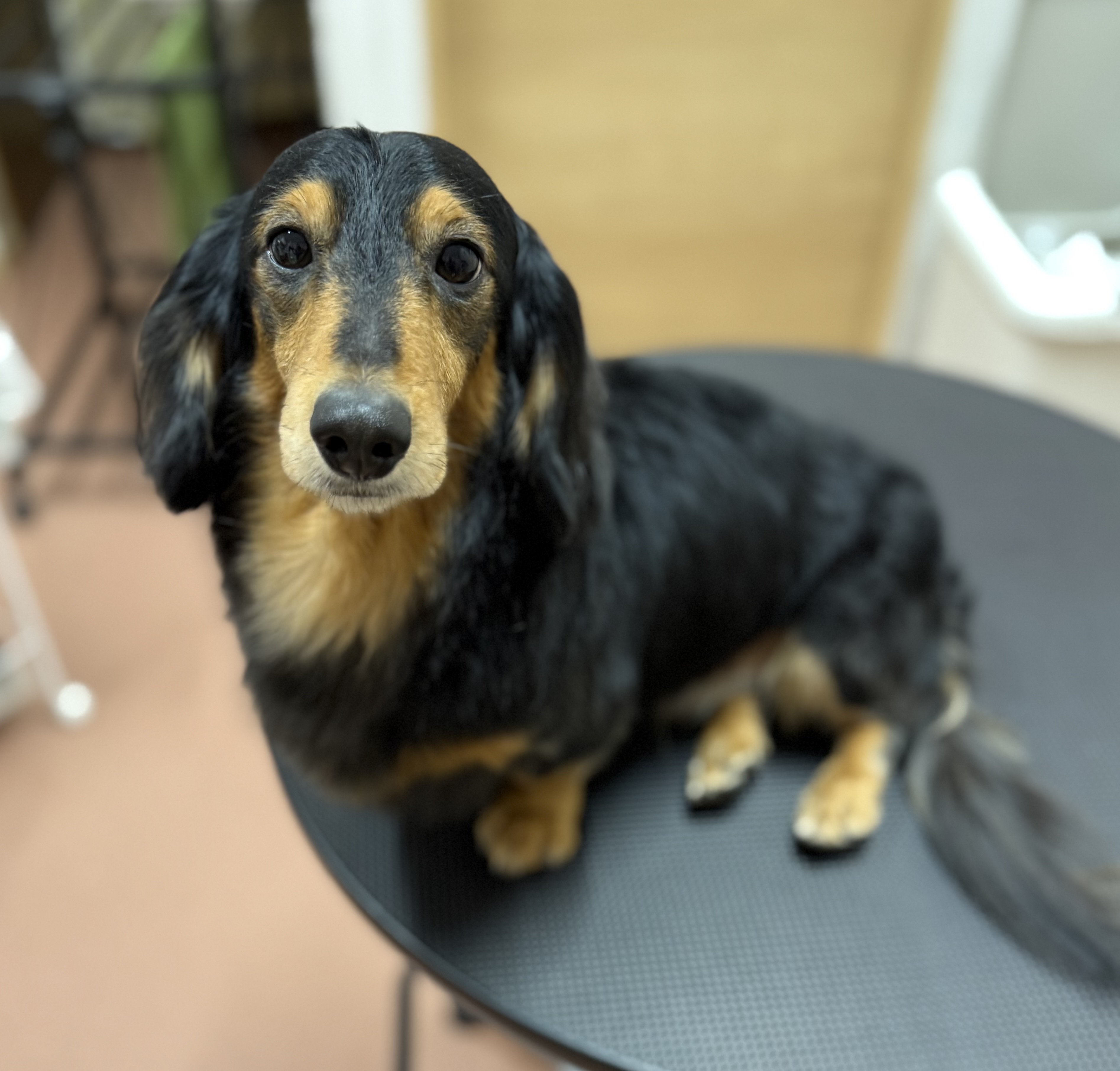 犬種が入ります