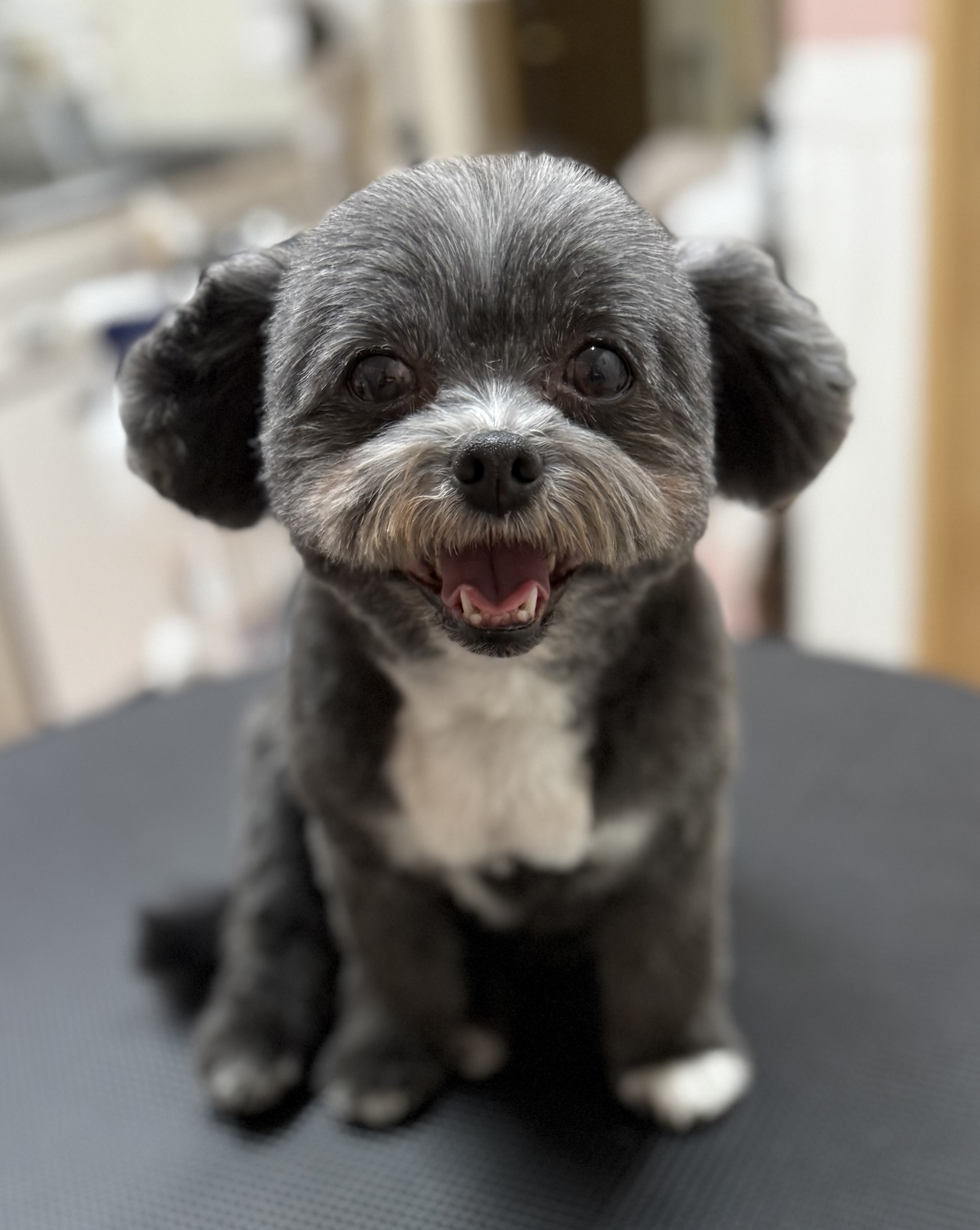 犬種が入ります