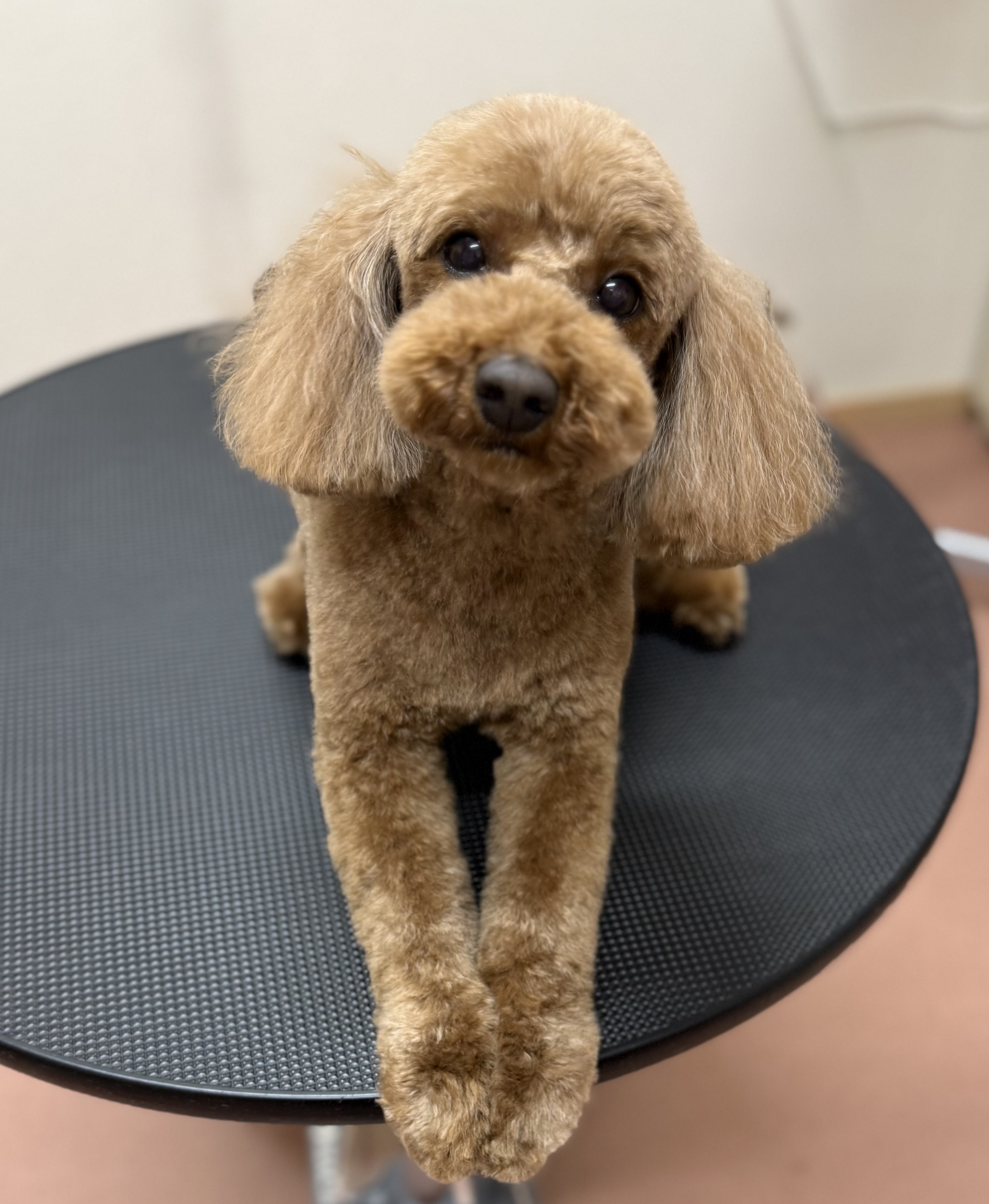 犬種が入ります