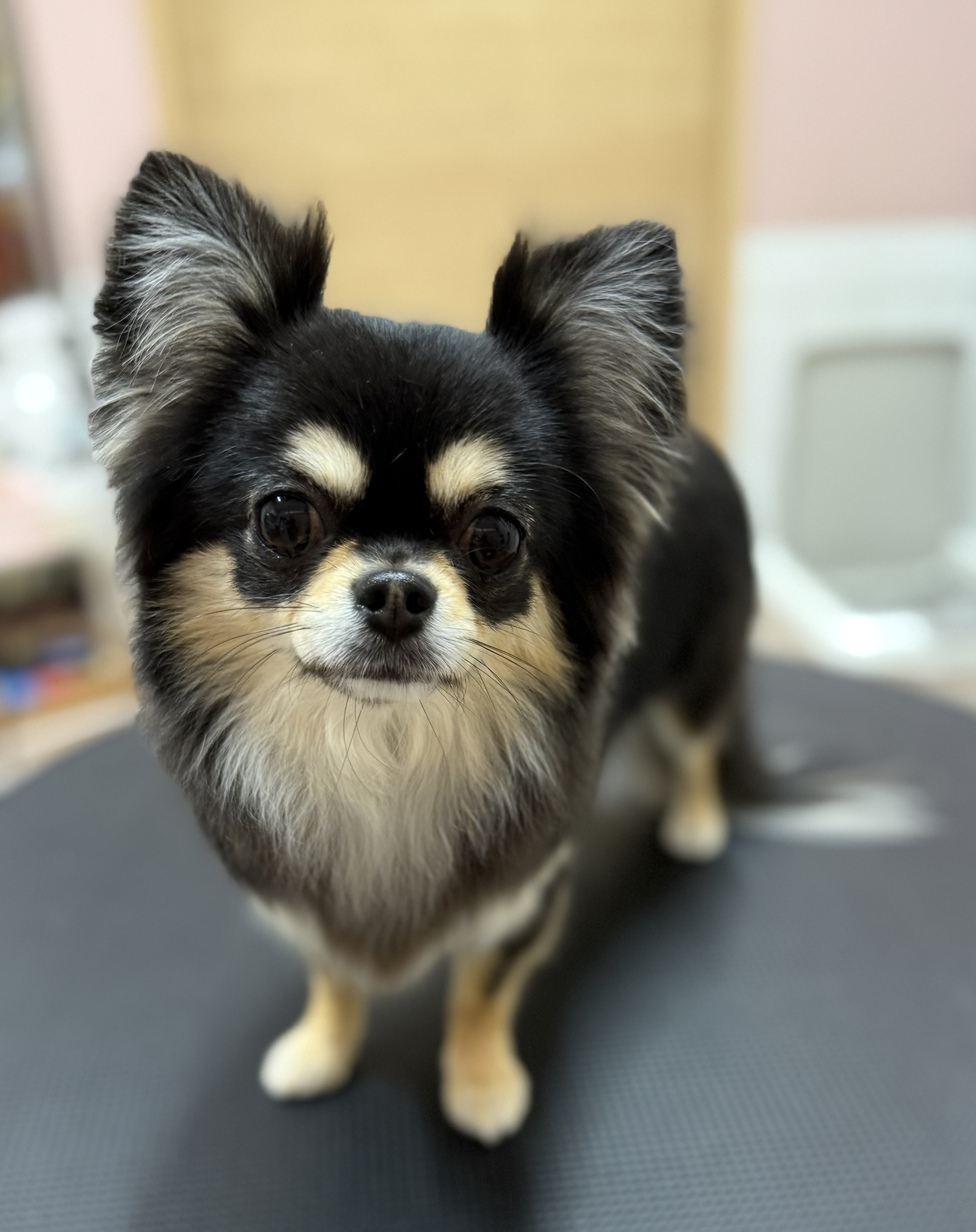 犬種が入ります