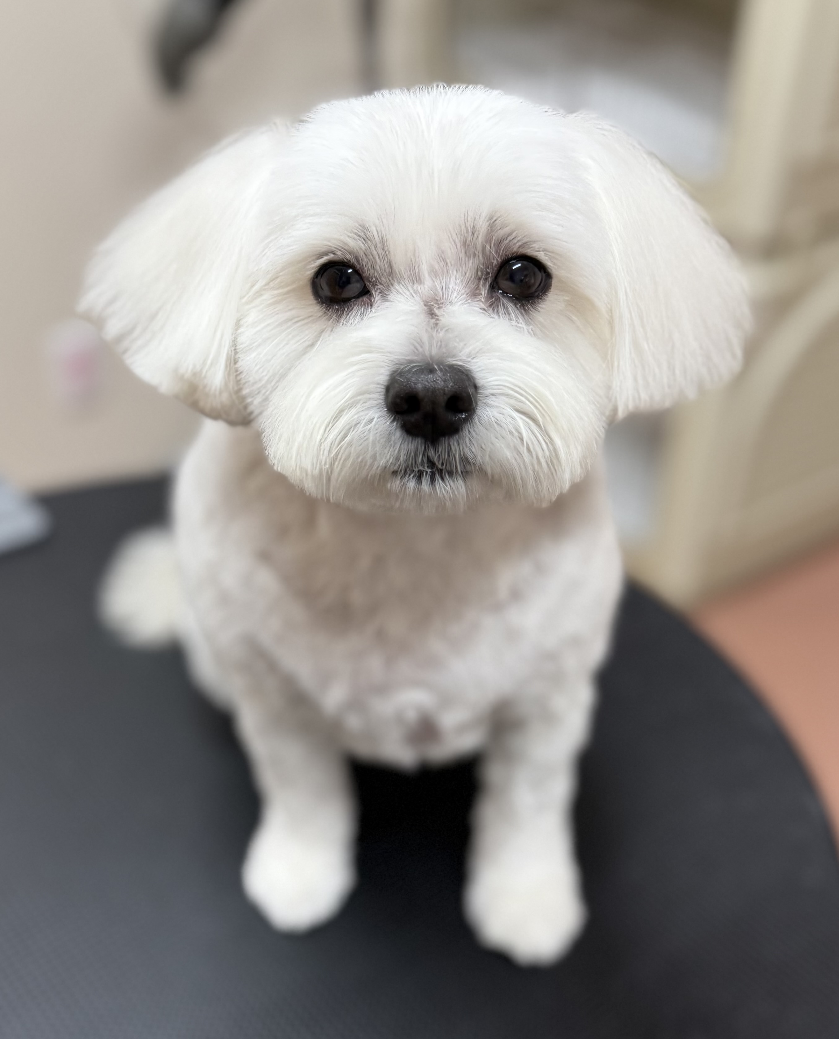 犬種が入ります