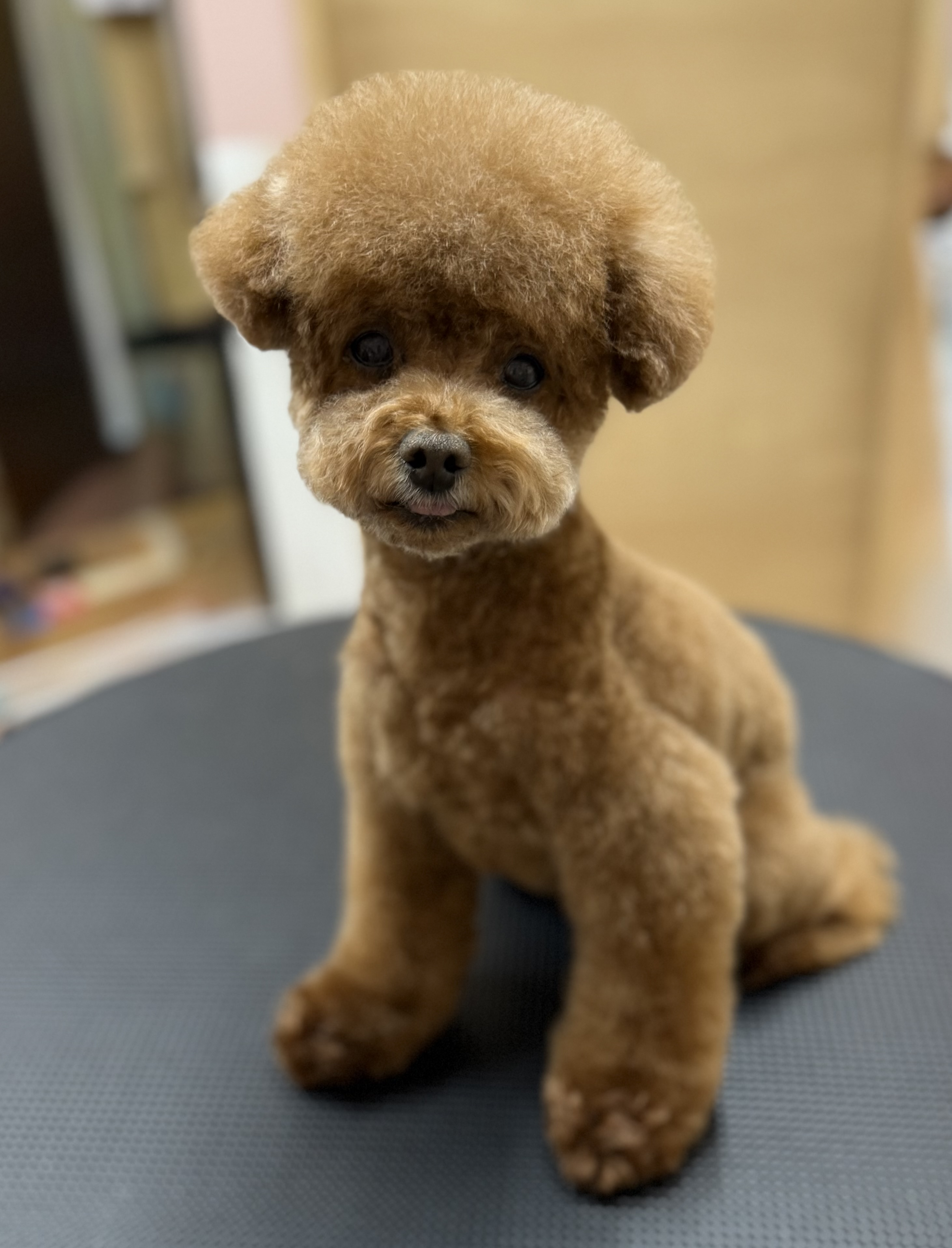 犬種が入ります