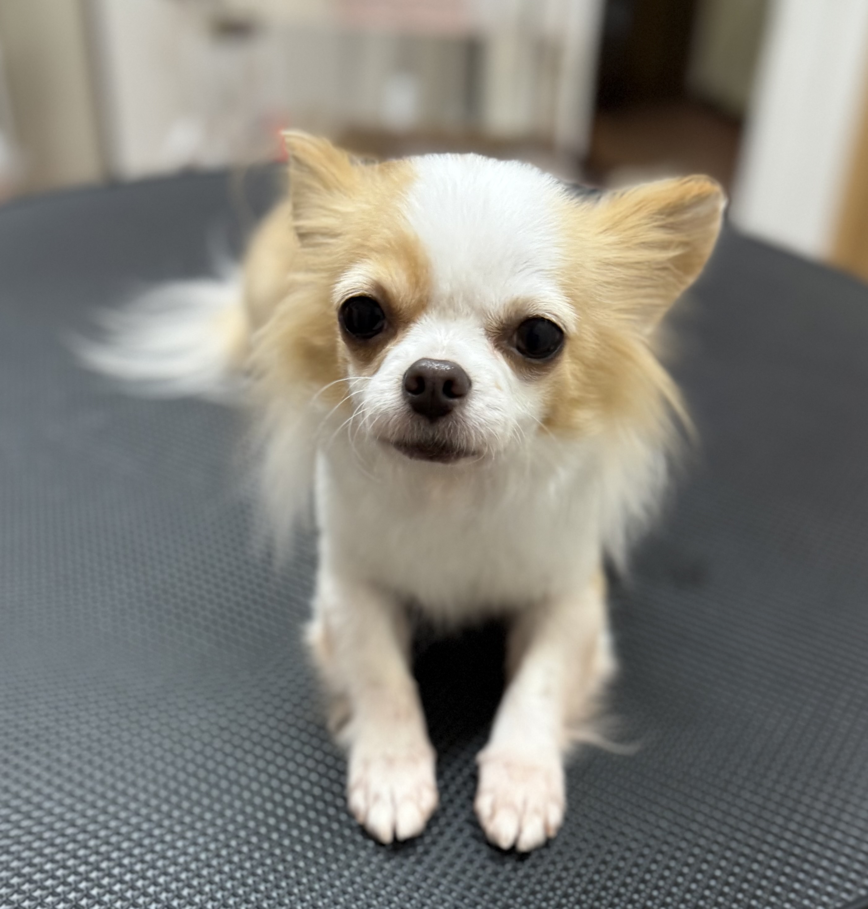 犬種が入ります