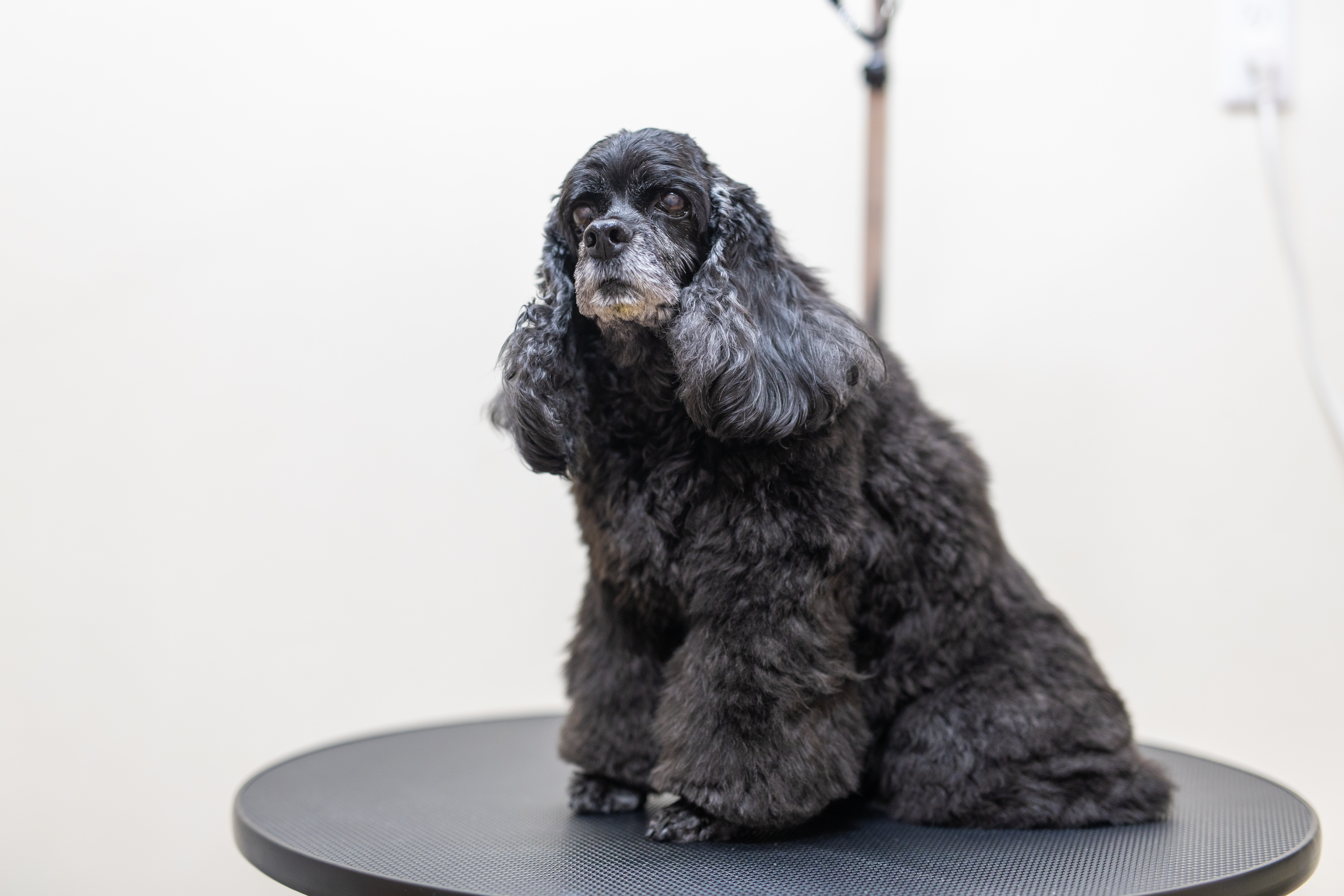 Trimming salon huggy fluffy