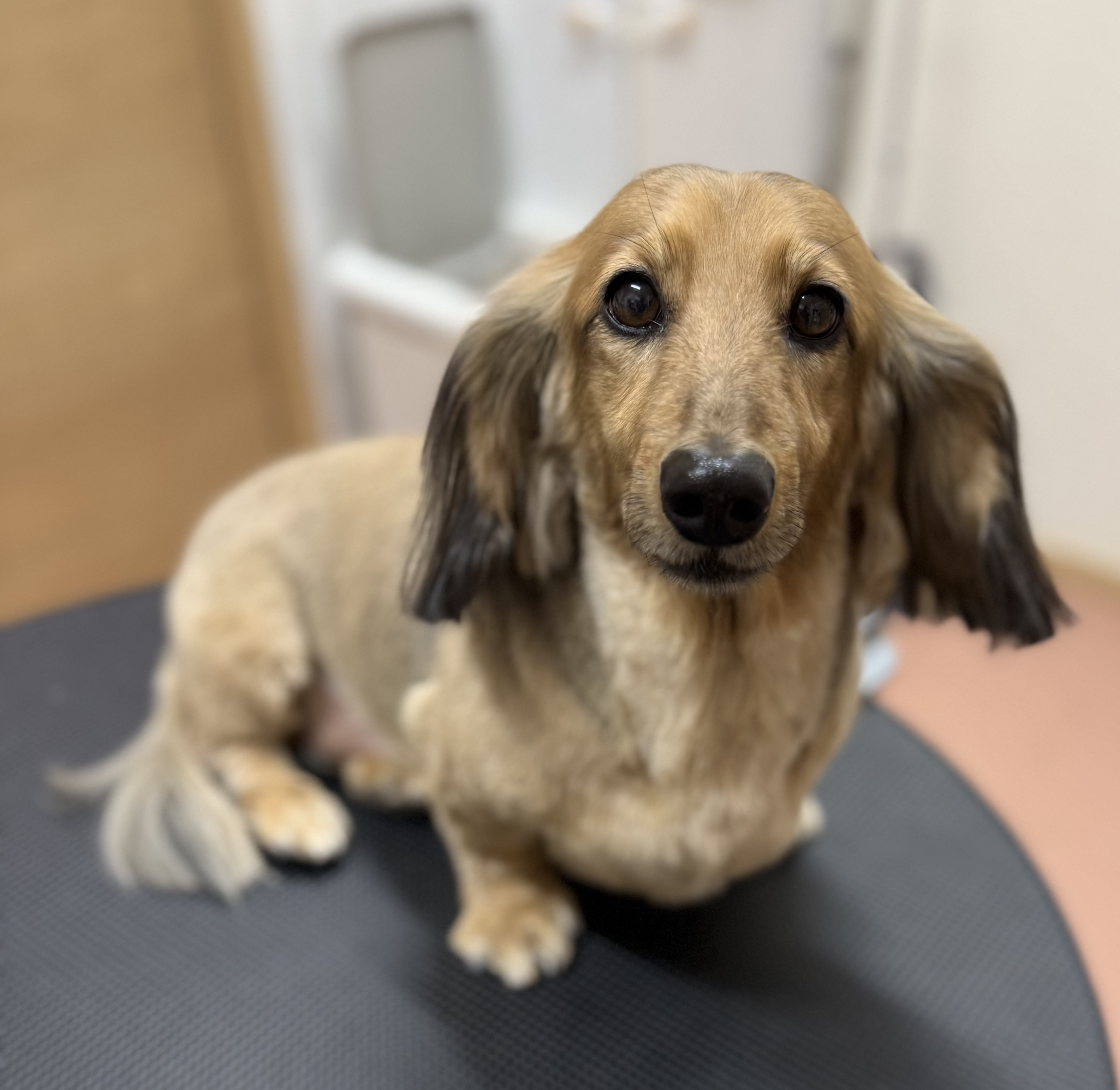 犬種が入ります