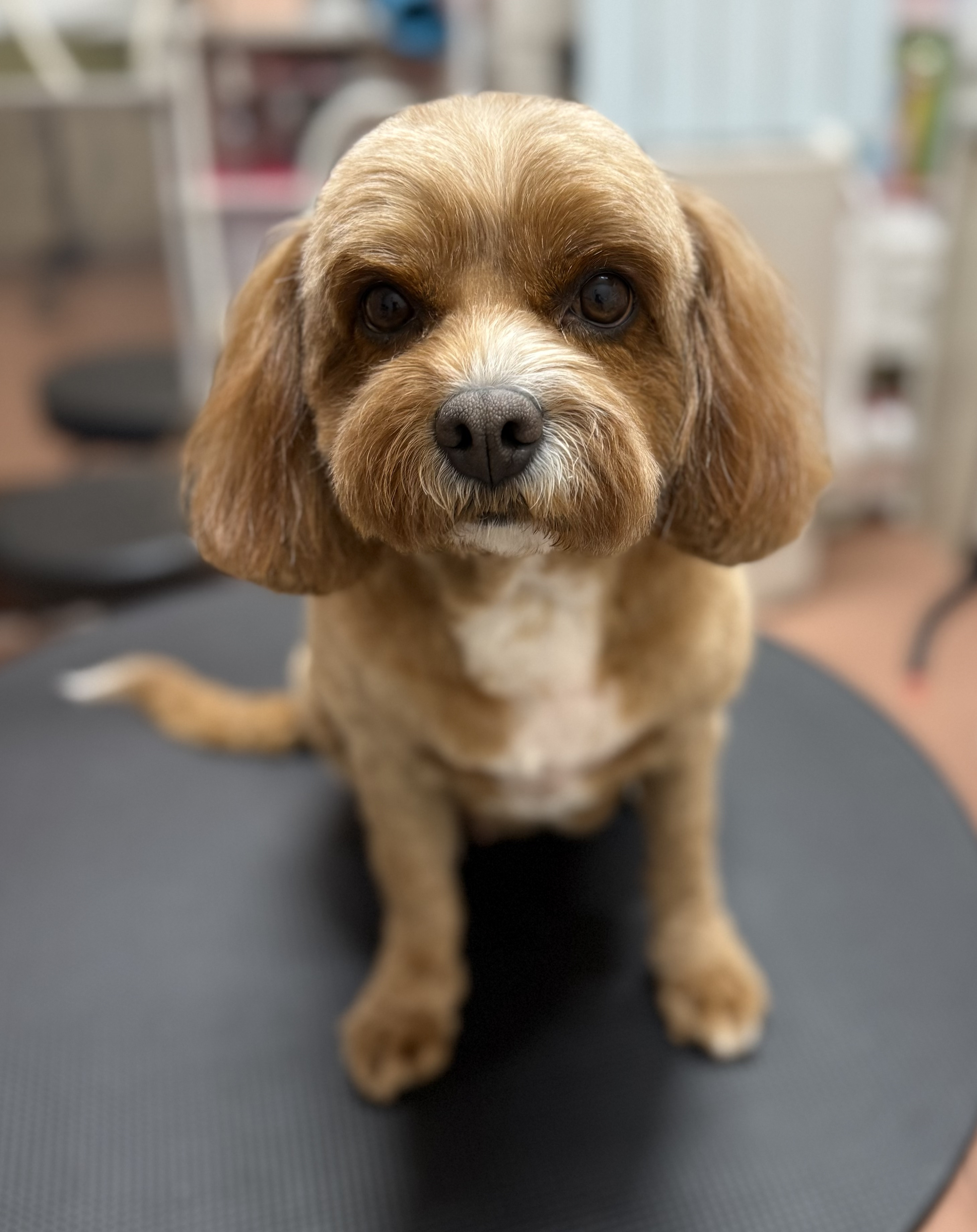 犬種が入ります