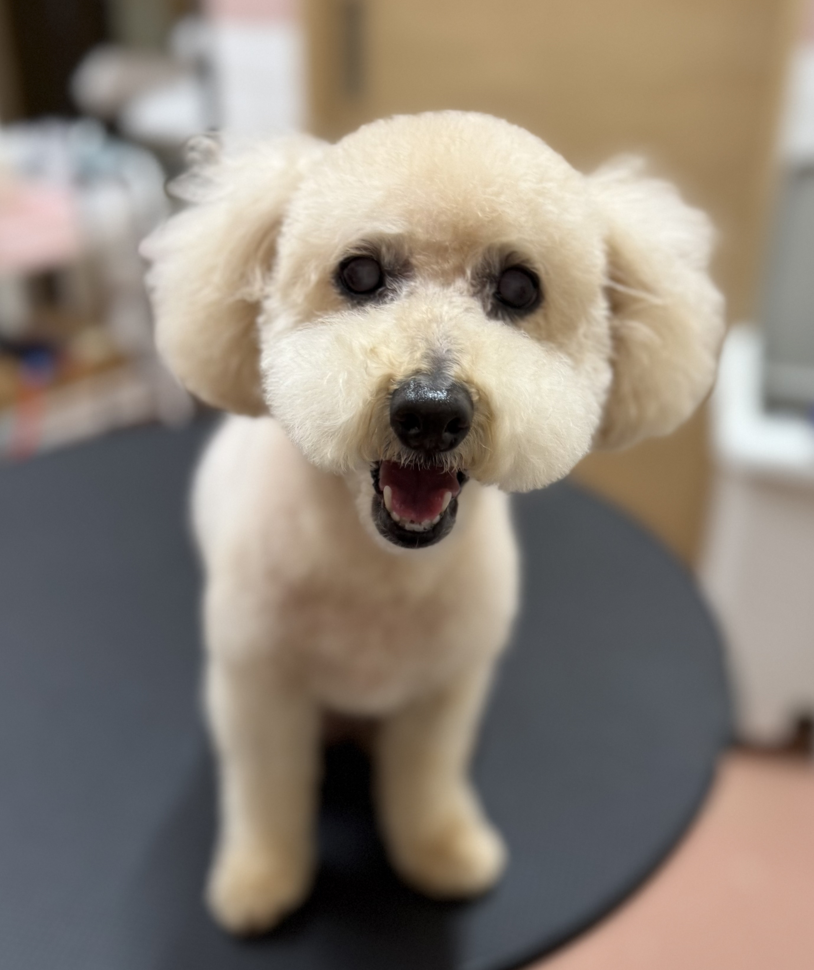 犬種が入ります