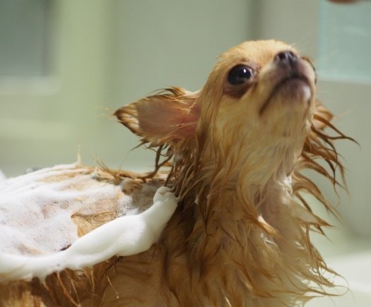 シャンプー×モイスト温浴