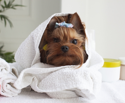 シャンプー×ナノバブル温浴