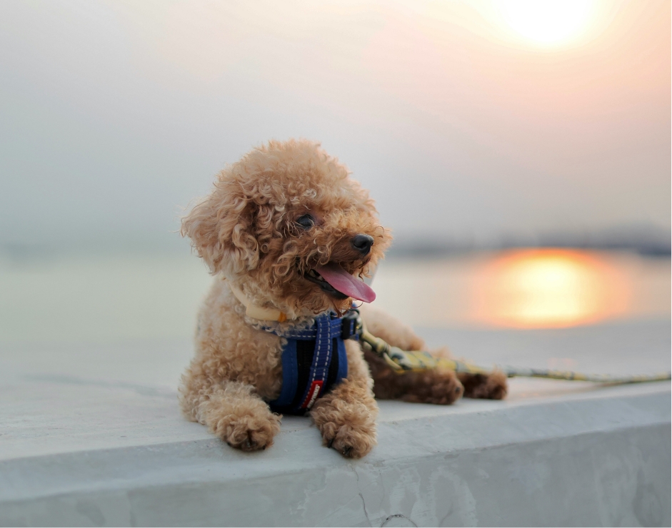 おすすめメニュー